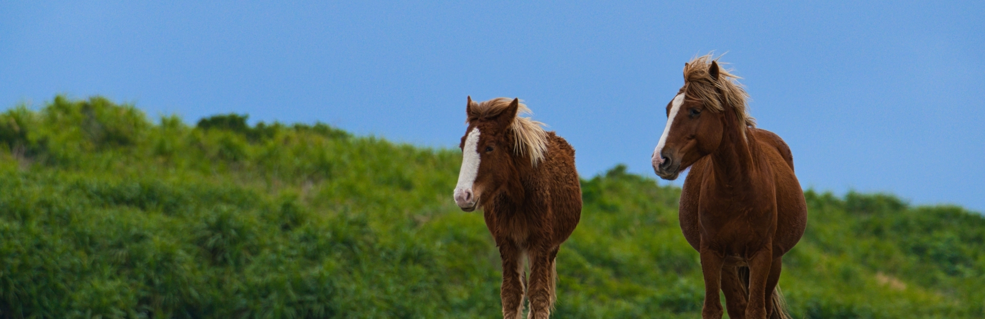 牧草地に立つ馬たち