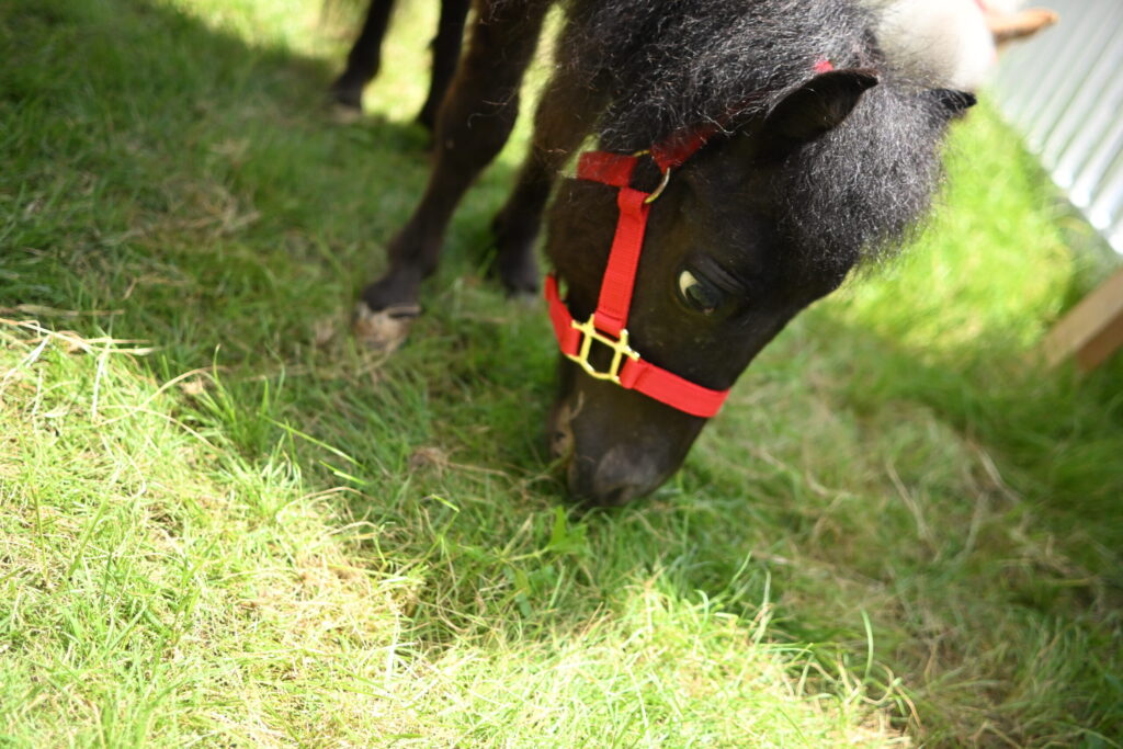 親子の馬が草を食む牧草地